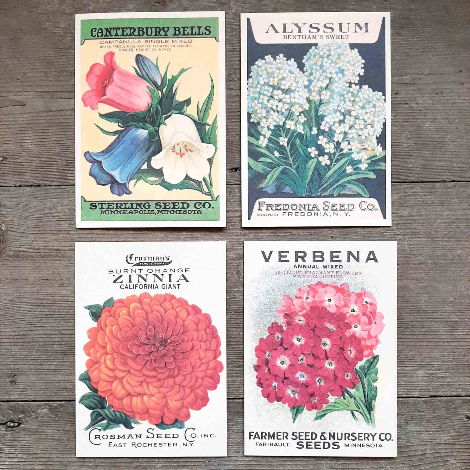 Verbena Greeting Card